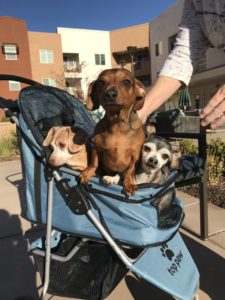 multiple dogs in a carrier